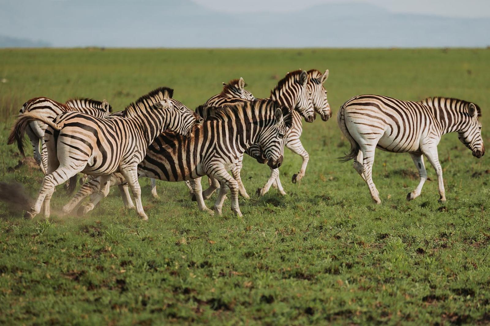 Nambiti Plains Lodge Ледисмит Экстерьер фото