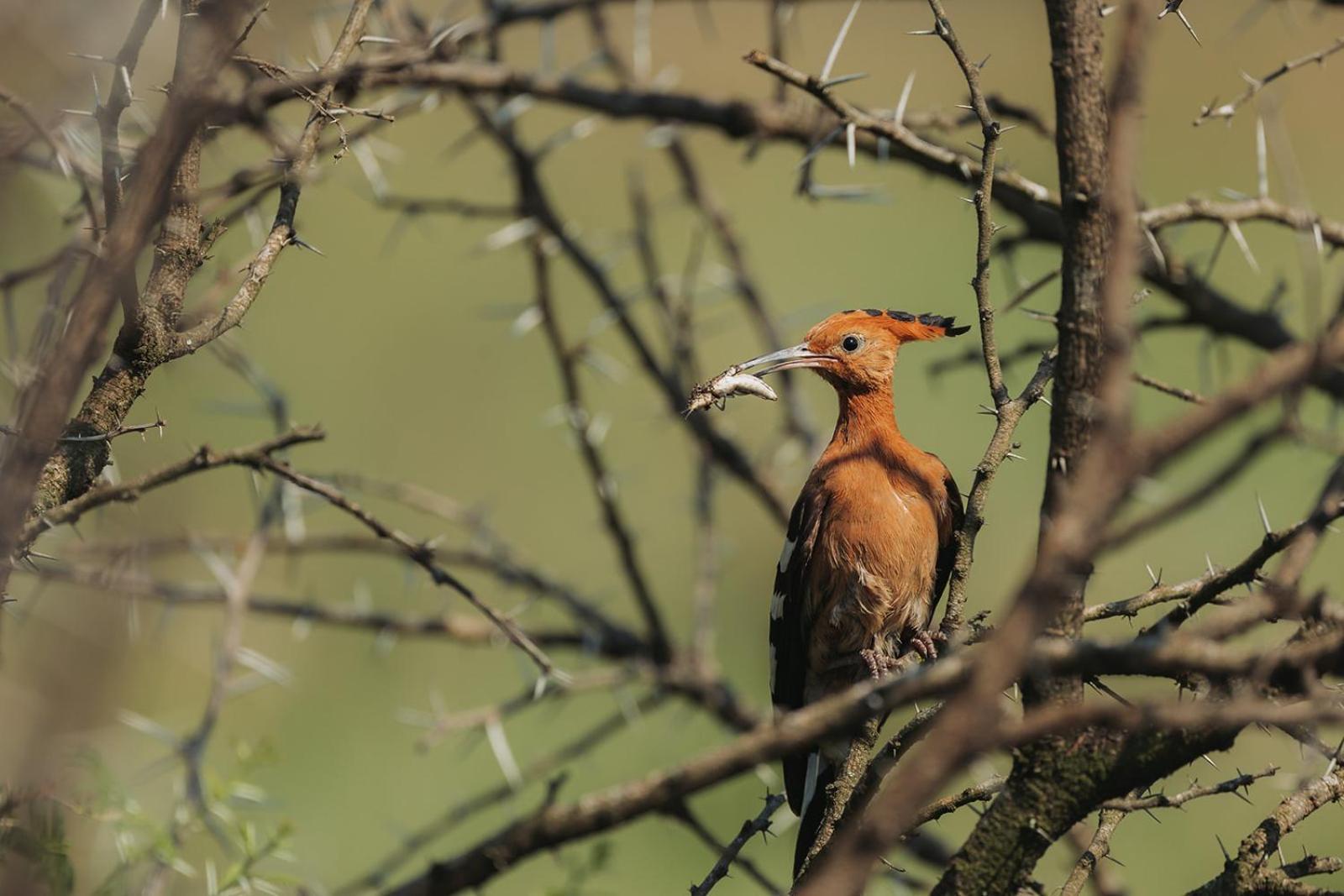 Nambiti Plains Lodge Ледисмит Экстерьер фото