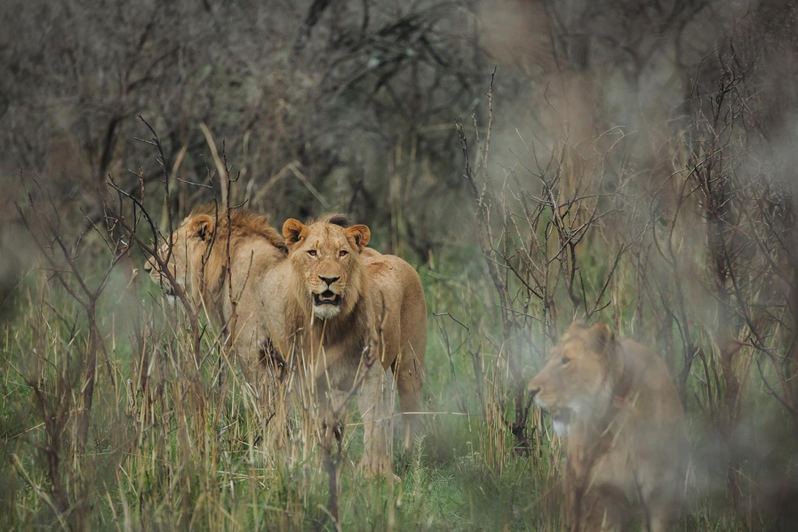 Nambiti Plains Lodge Ледисмит Экстерьер фото