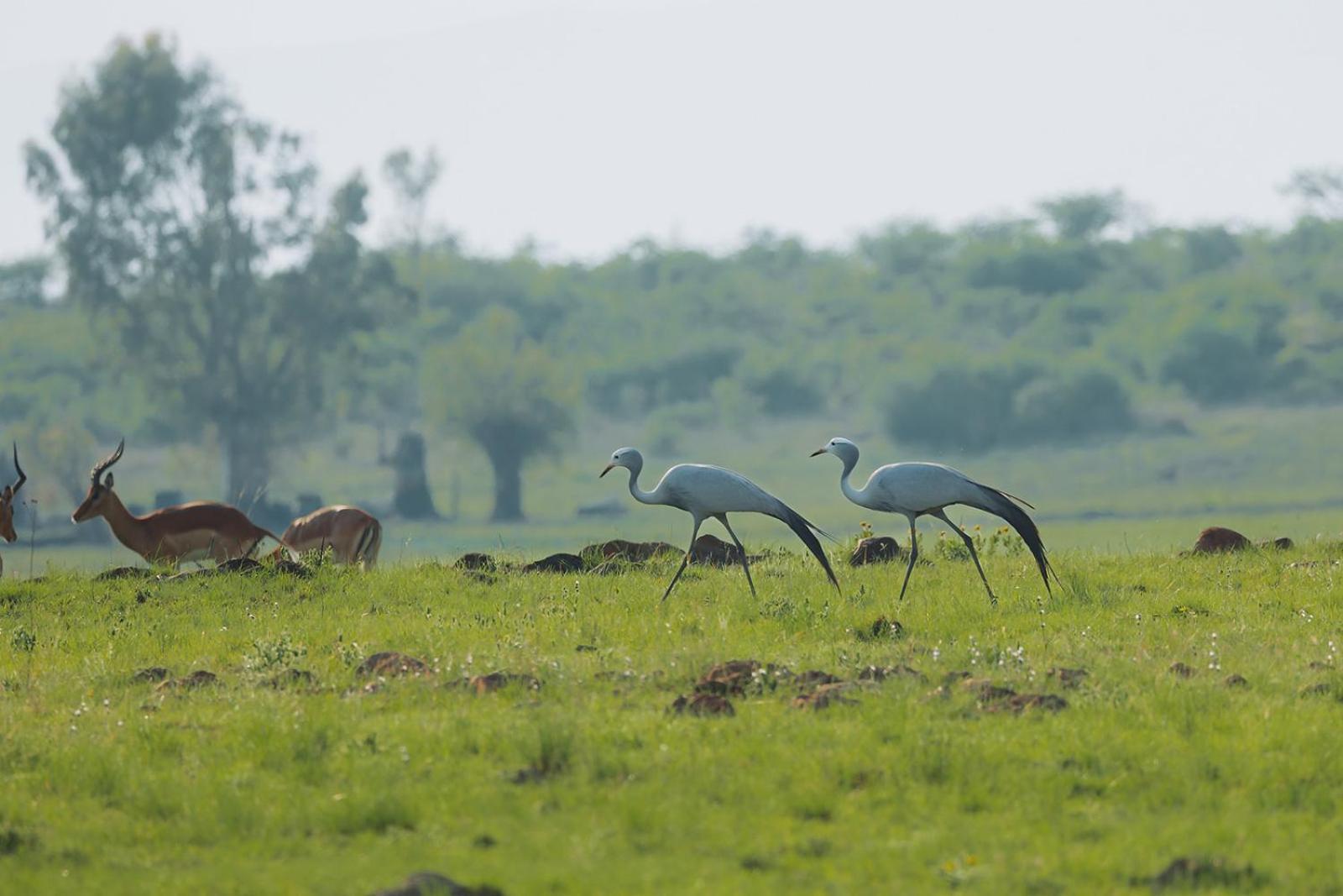 Nambiti Plains Lodge Ледисмит Экстерьер фото