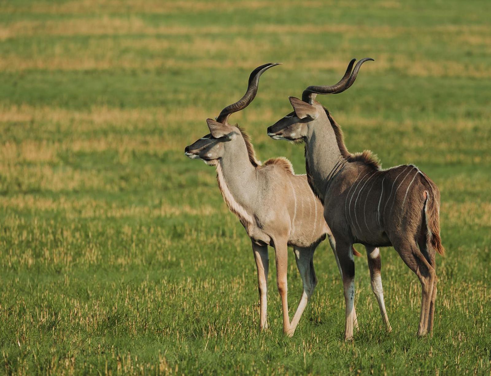 Nambiti Plains Lodge Ледисмит Экстерьер фото
