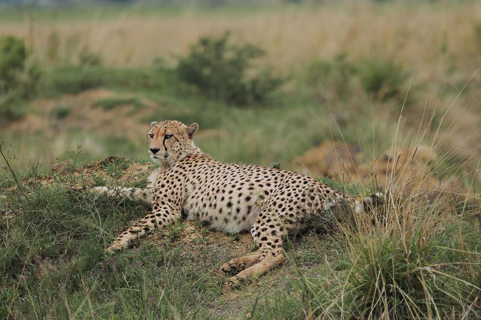 Nambiti Plains Lodge Ледисмит Экстерьер фото