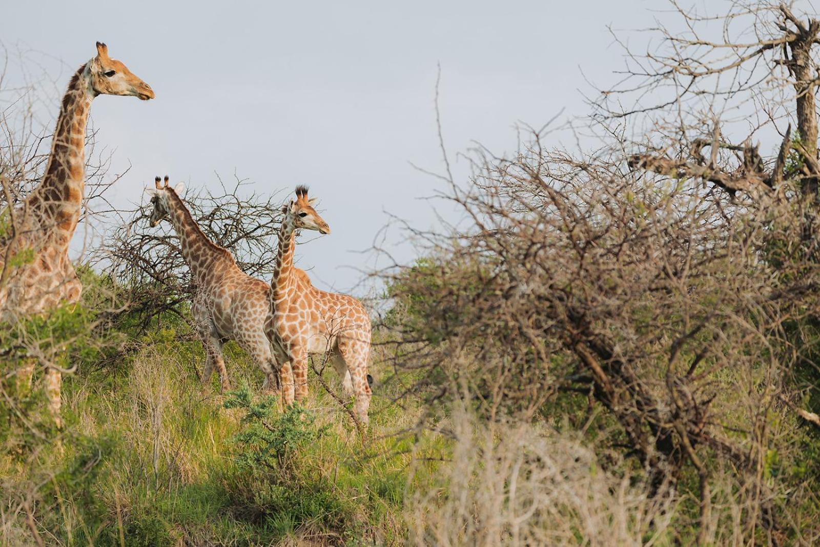 Nambiti Plains Lodge Ледисмит Экстерьер фото