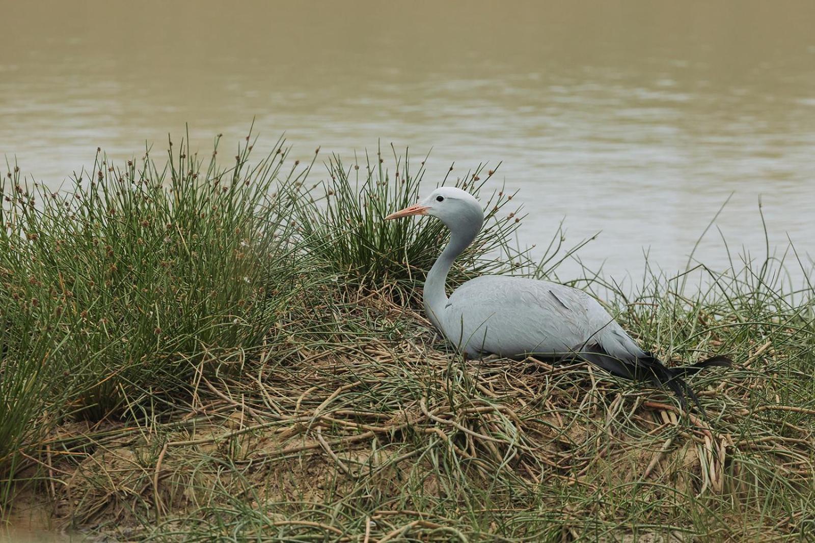 Nambiti Plains Lodge Ледисмит Экстерьер фото