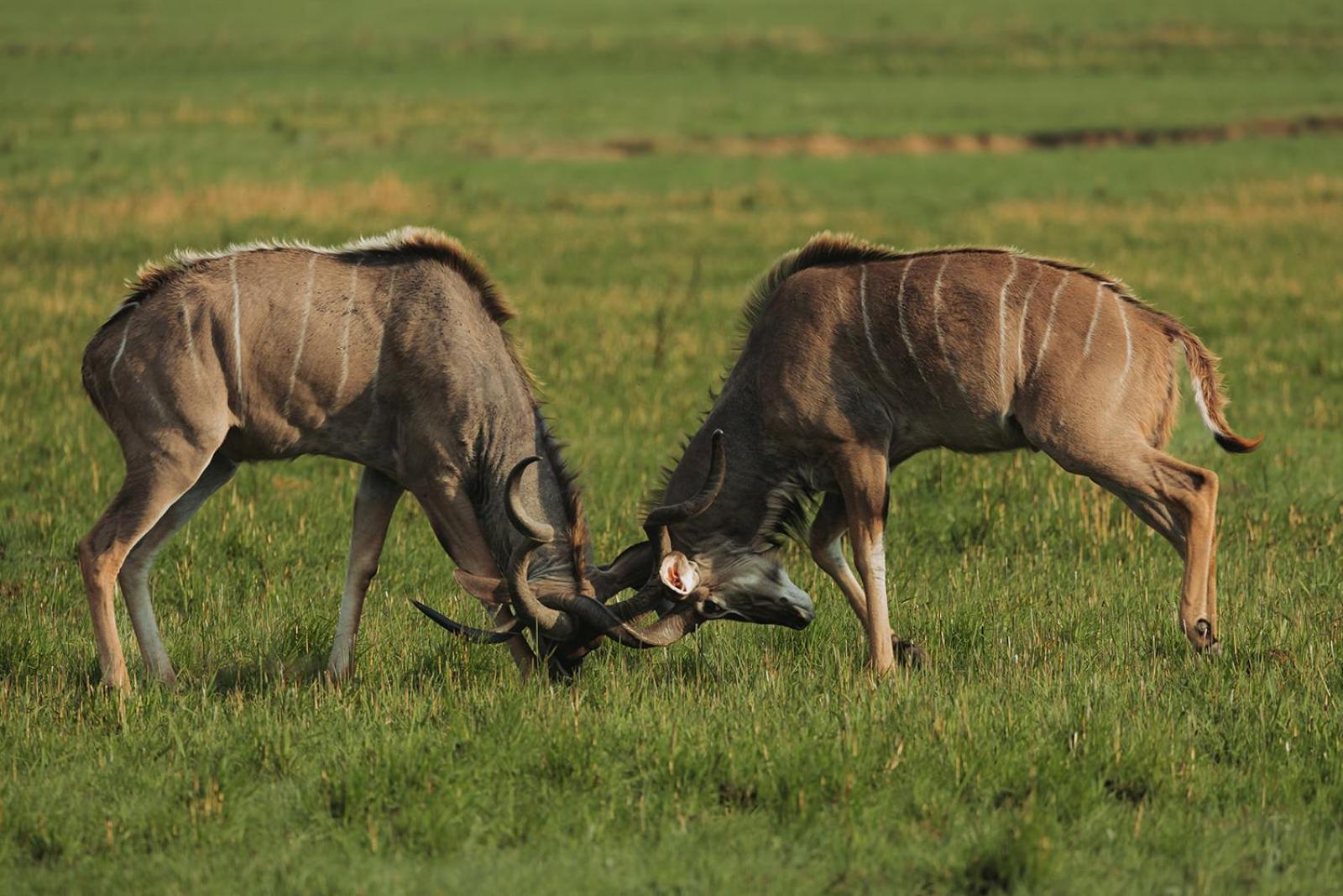 Nambiti Plains Lodge Ледисмит Экстерьер фото