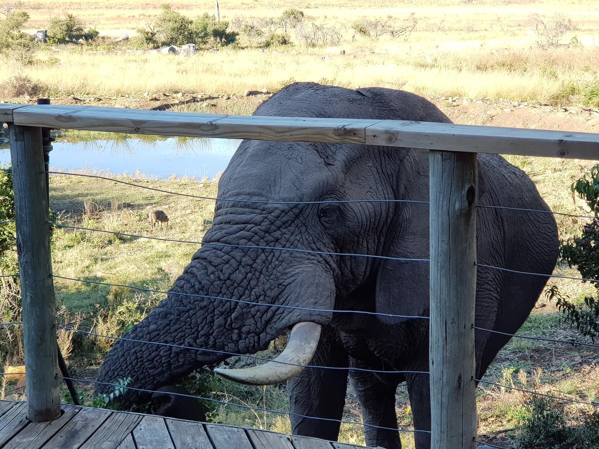 Nambiti Plains Lodge Ледисмит Экстерьер фото