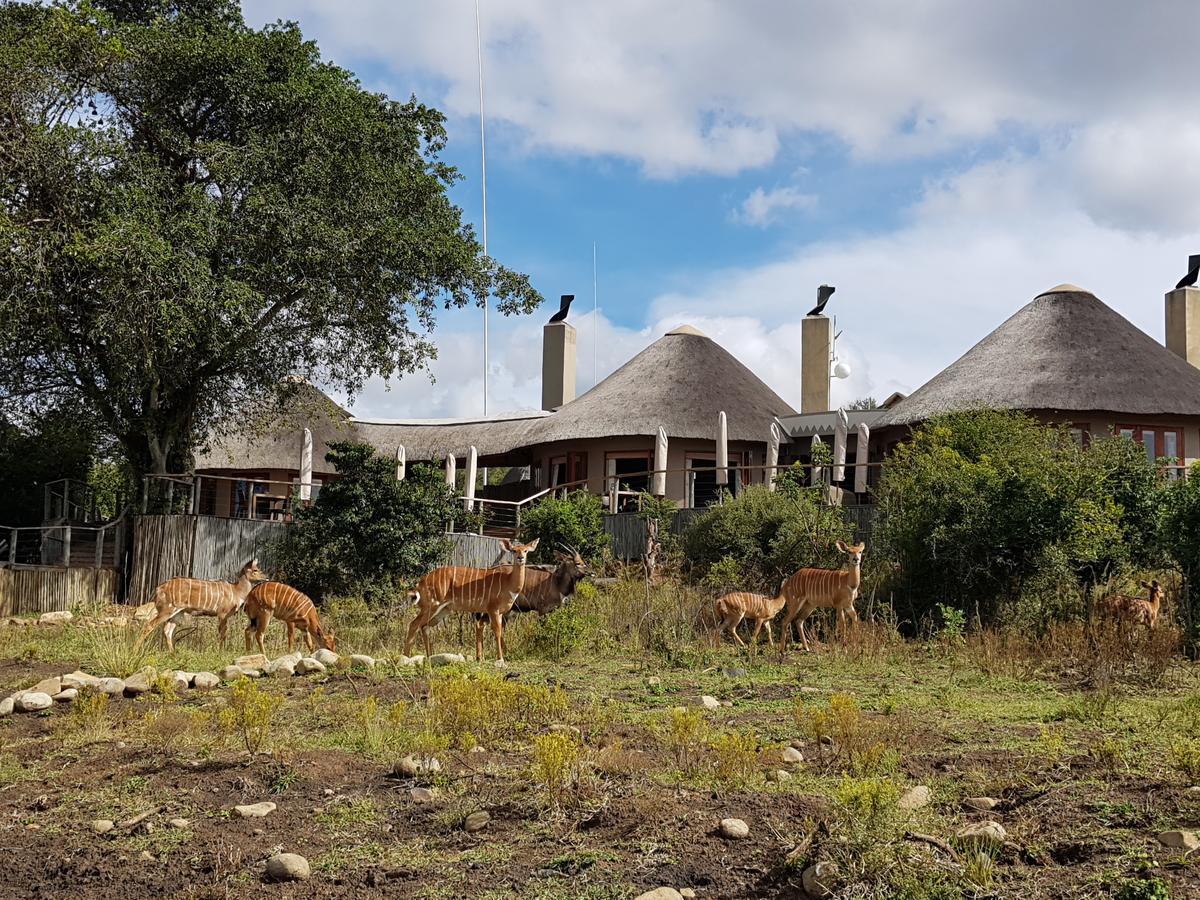 Nambiti Plains Lodge Ледисмит Экстерьер фото