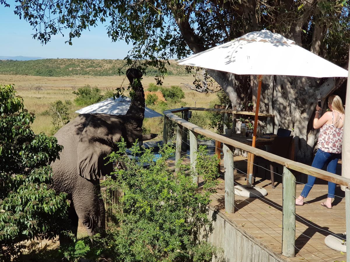 Nambiti Plains Lodge Ледисмит Экстерьер фото