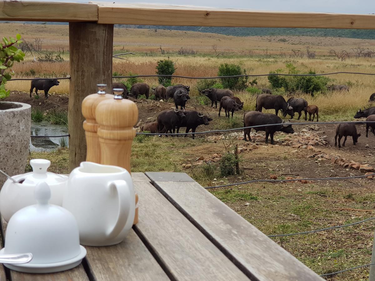 Nambiti Plains Lodge Ледисмит Экстерьер фото