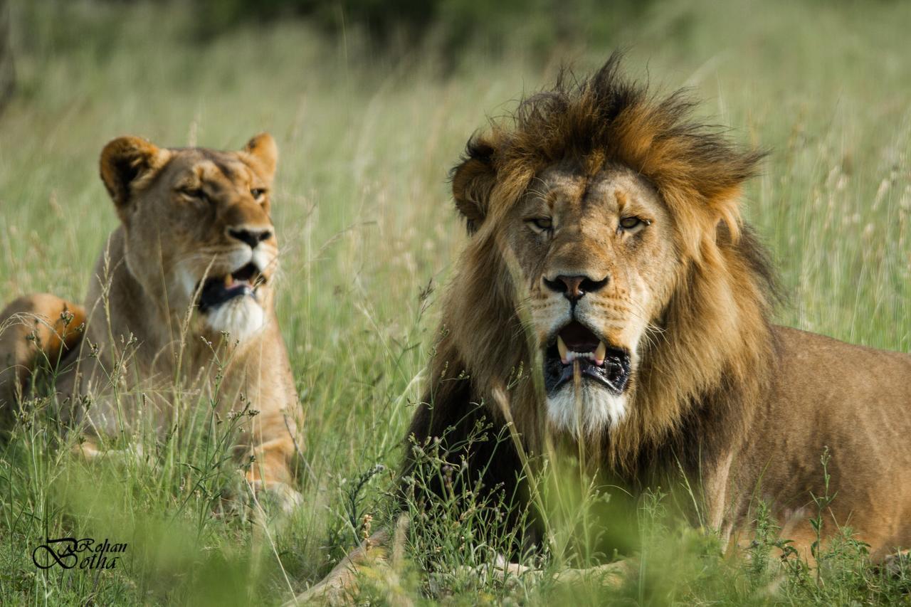 Nambiti Plains Lodge Ледисмит Экстерьер фото